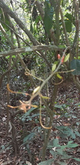Passiflora rusbyi