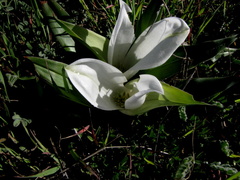 Colchicum capense ciliolatum