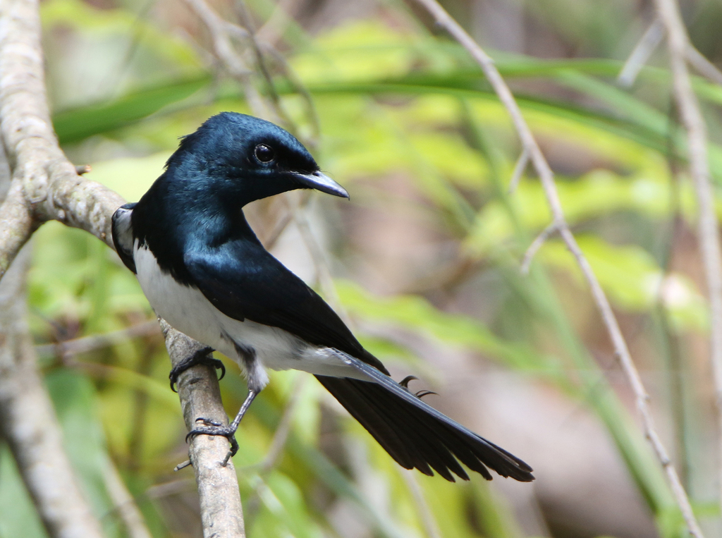 Satin Flycatcher (Myiagra cyanoleuca) photo