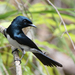 Satin Flycatcher - Photo (c) Matt Campbell, some rights reserved (CC BY-NC), uploaded by Matt Campbell