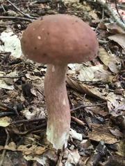 Boletus