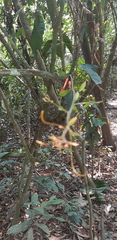 Passiflora rusbyi