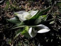 Colchicum capense ciliolatum