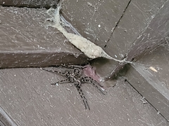 Dolomedes scriptus