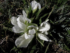 Colchicum capense ciliolatum