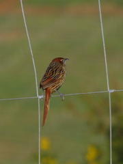 Sphenoeacus afer afer