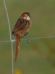 Sphenoeacus afer afer