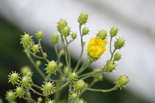 Hieracium umbellatum iNat (2)