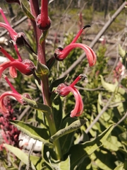 Lobelia tupa