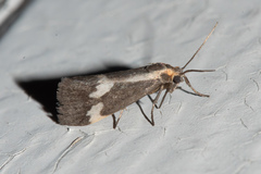 Cisthene liberomacula