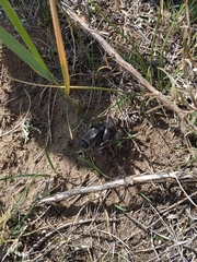 Anabrus simplex