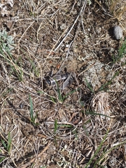 Anabrus simplex