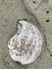 Pododesmus macrochisma