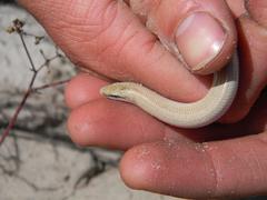 Scelotes montispectus
