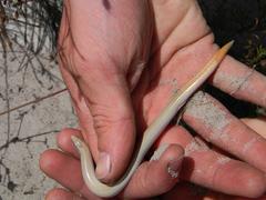 Scelotes montispectus