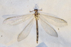 Macronemurus appendiculatus
