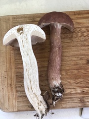 Boletus