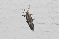 Cisthene liberomacula