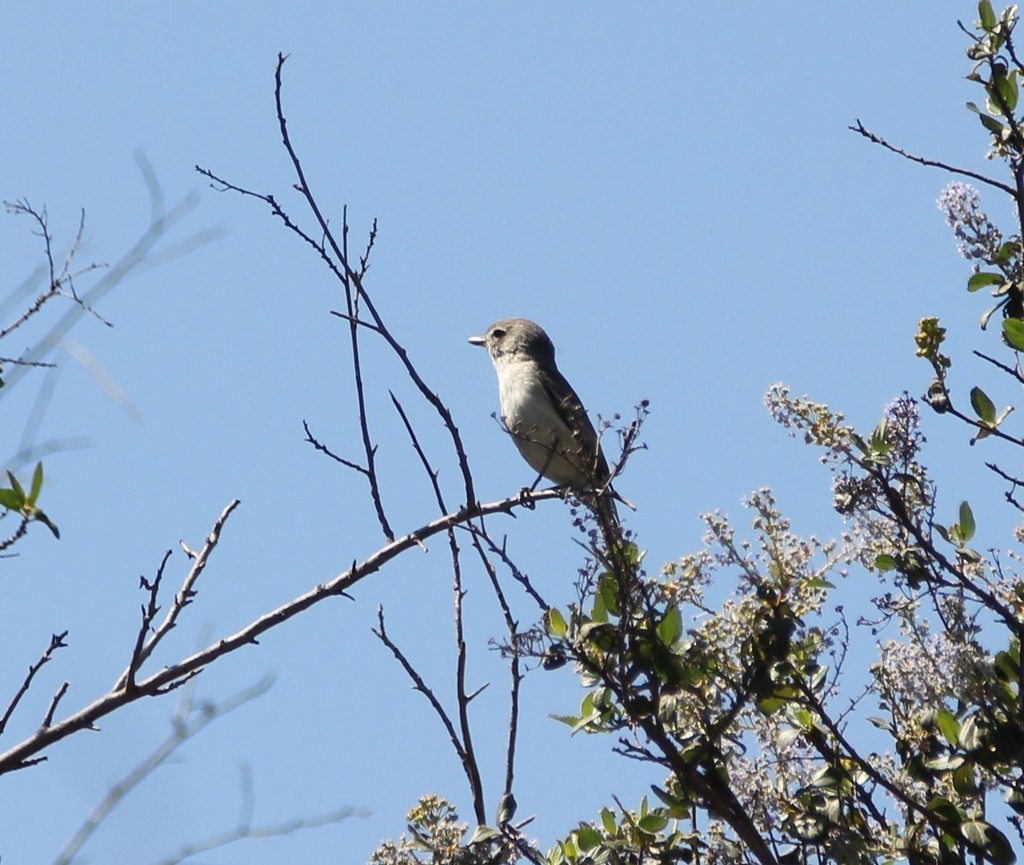 Bell's Vireo (Least)