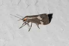 Cisthene liberomacula