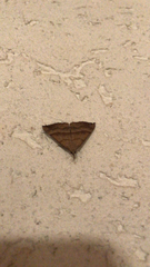 Hypena proboscidalis