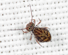 Ptenothrix marmorata