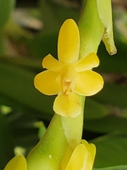 Epidendrum cardiophorum