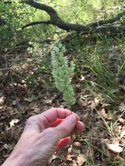 Poa arachnifera