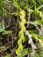 Epidendrum cardiophorum