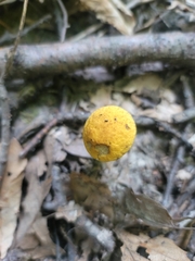 Leccinum luteum