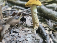 Leccinum luteum