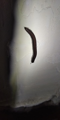 Rossiulus kessleri