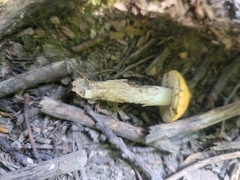 Leccinum luteum