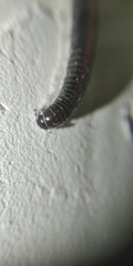 Rossiulus kessleri