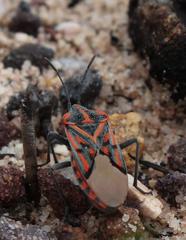 Spilostethus crudelis