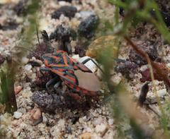 Spilostethus crudelis