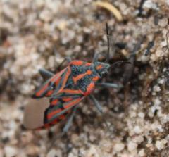 Spilostethus crudelis