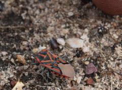 Spilostethus crudelis