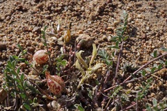 Astragalus lentiginosus semotus