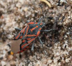 Spilostethus crudelis