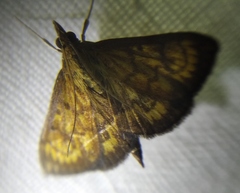Ecpyrrhorrhoe rubiginalis