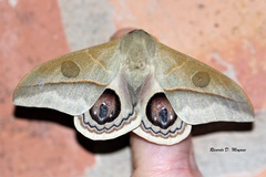 Leucanella viridescens