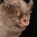 Lesser Horseshoe Bat - Photo (c) Max Kindler, some rights reserved (CC BY-NC-ND), uploaded by Max Kindler