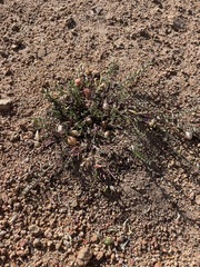 Astragalus lentiginosus semotus
