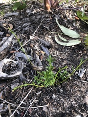 Stackhousia spathulata