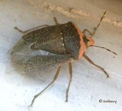 Nezara viridula