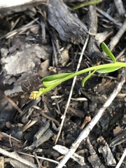 Stackhousia spathulata