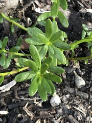 Stackhousia spathulata