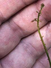 Stackhousia spathulata