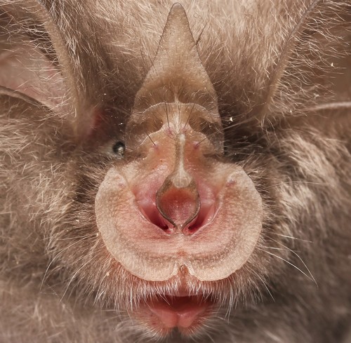 Lesser Horseshoe Bat